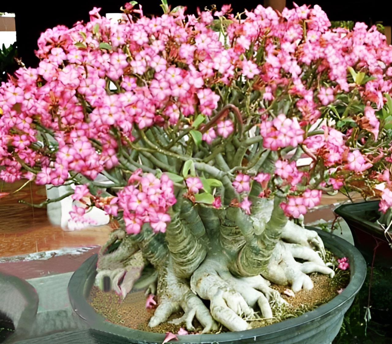 Adenium 1