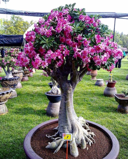 Adenium 1