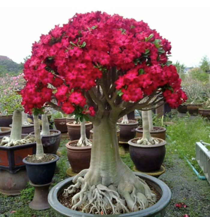 Adenium 2