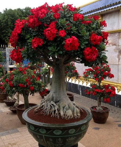 Adenium 3