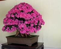 Adenium 4