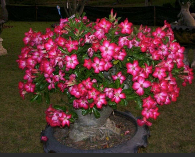 Adenium 2