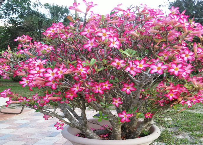Adenium 3