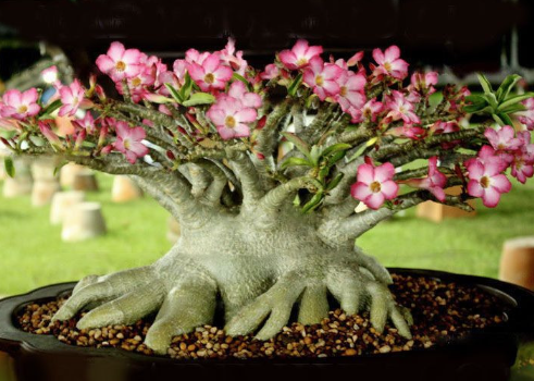 Adenium 1
