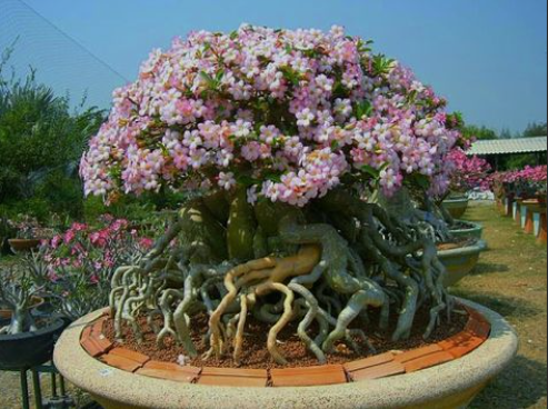 Adenium 2