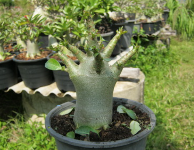 Adenium 4