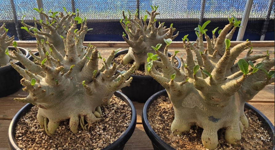 Adenium 3