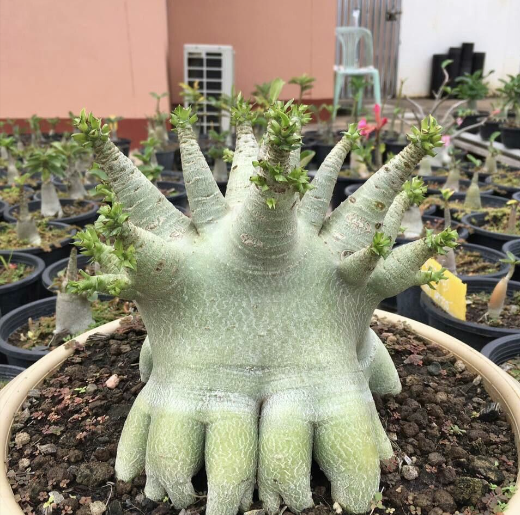 Guia de Poda e  Iluminação. 

                        