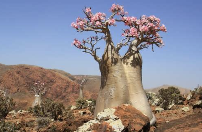 Adenium 5