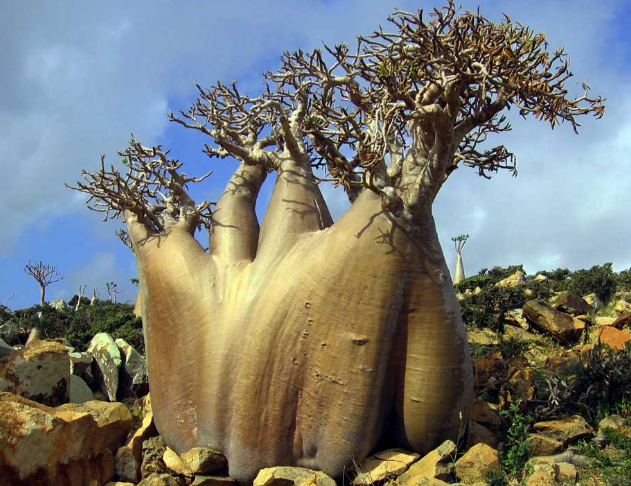 Adenium 2